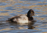 Lesser Scaup; young male