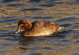 Redhead; female