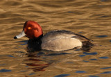 Redhead; male