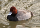 Redhead; male