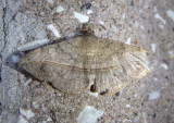 8574 - Anticarsia gemmatalis; Velvetbean Caterpillar Moth
