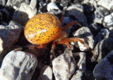 Araneus marmoreus; Marbled Orbweaver; female