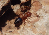 Crematogaster laeviuscula; Acrobat Ant species