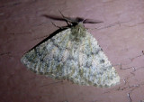 6876 - Nemeris Geometrid Moth species