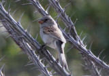 Black-chinned Sparrow; basic