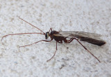 Simophion excarinatus; Short-tailed Ichneumon Wasp species