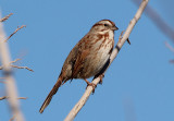 Song Sparrow