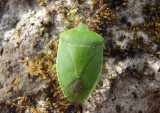 Chinavia hilaris; Green Stink Bug