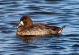 Greater Scaup; female