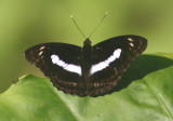 Athyma selenophora laela (Staff Sergeant)