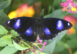 Hypolimnas bolina (Great Eggfly); male