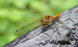 Dragonfly II.jpg