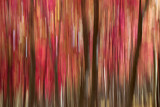 Pink trees 2696.jpg