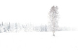 Lone Tree 5080.jpg