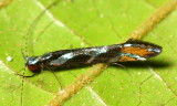 Miller, Nectopsyche sp. (Leptoceridae)