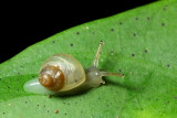 Land Snail (Gastropoda)