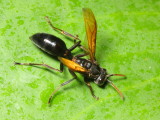 Paper Wasp, Agelaia sp. (Vespidae: Polistinae)