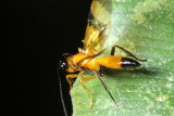 Braconid Wasp (Braconidae)