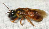 Night-flying Sweat Bee, Megalopta sp. (Halictidae)