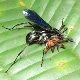 Spider Wasp, Priochilus regius (Pompilidae)