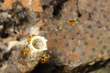 Stingless Bees, Tetragonisca sp. (Apidae: Meliponinae)