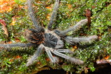 Tarantula, Megaphobema sp. (Theraphosidae)