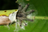 Pink-toed Tarantula, Avicularia juruensis (Theraphosidae)