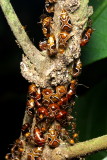 Treehoppers, Horiola picta (Smiliinae)