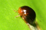 Treehopper, Chelyoidea sp. (Smiliinae)