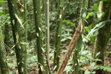 Spiny Palm, Astrocaryum sp. (Arecaceae)