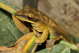 Basin Tree Frog, Boana lanciformis (Hylidae)