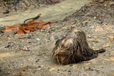 Linnaeuss Two-toed Sloth, Choloepus didactylus (Megalonychidae)