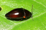 Click Beetle, Lissomus sp. (Elateridae: Lissominae)
