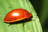 Pleasing Fungus Beetle (Erotylidae)