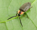 Black Firefly, Lucidota sp. (Lampyridae: Lampyrinae)