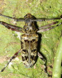 Longhorn Beetle, Macropophora trochlearis (Cerambycidae: Lamiinae)
