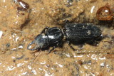 Ground Beetle (Carabidae: Scaritinae)