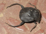 Dung Scarab, Deltochilum sp. (Scarabaeidae: Scarabaeinae)
