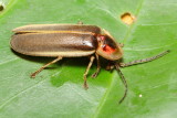 Firefly (Lampyridae: Lampyrinae)