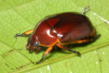 Leaf Chafer, Lagochile sp. (Scarabaeidae: Rutelinae)