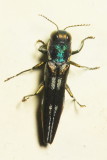 Jewel Beetle (Buprestidae: Agrilinae)