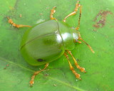 Leaf Beetle, Platyphora sp. (Chrysomelidae: Chrysomelinae)