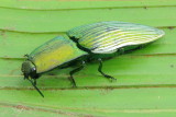 Click Beetle, Chalcolepidius sp. (Elateridae: Agrypninae)