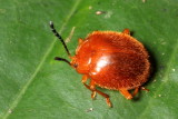Handsome Fungus Beetle, Stenotarsus sp. (Endomychidae: Stenotarsinae)
