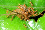 Little Fire Ants, Wasmannia sp. (Myrmicinae)