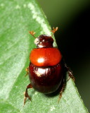 Dung Scarab (Scarabaeidae: Scarabaeinae)