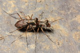 Tiger Beetles, Odontocheila sp. (Cicindelidae)