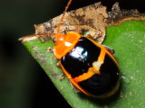 Flea Beetle, Oedioychus cf. (Chrysomelidae: Alticini)