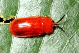 Cephaloleia sp. (Chrysomelidae: Cassidinae)