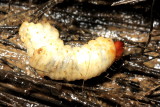 Weevil larva (Curculionidae)